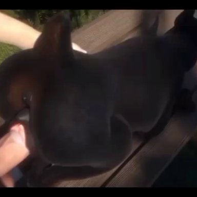 1boy1girl, 3d, animated, bent over, bestiality, black fur, butt, cum, cum in pussy, cum inside, doberman, dog, doggy style, female focus, female penetrated