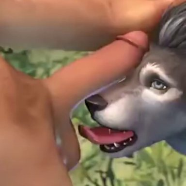 1boy, 1girl, animated, ball lick, ball licking, batesz, canine, female, female werewolf, human, male, mp4, oral, penis on face, penis on forehead