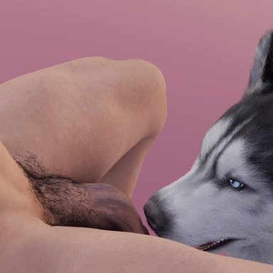 artist request, unknown artist, balls licking, canine, canis, domestic dog, feral, feral penetrated, human, human on feral, human penetrating, human penetrating feral, humanoid genitalia, humanoid penis, husky