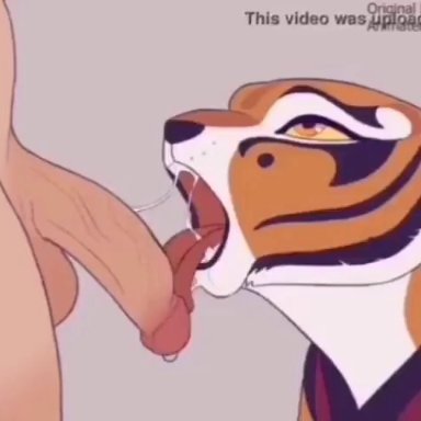 dreamworks, kung fu panda, master tigress, tigress, 1boy, 1girls, anthro, balls deep, big penis, blowjob, cum, cum in mouth, deepthroat, feline, fellatio